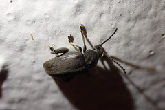 Pachymerus nucleorum