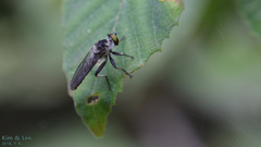 Ommatiini
