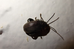 Pachymerus nucleorum