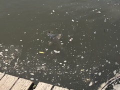 Cyprinus carpio