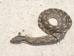 Heterodon