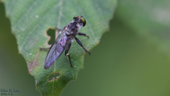 Ommatiini