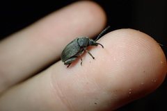 Pachymerus nucleorum