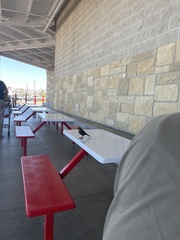 Euphagus cyanocephalus