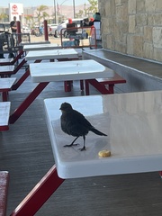 Euphagus cyanocephalus