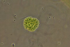 Pseudopediastrum boryanum