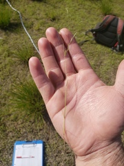 Deschampsia danthonioides