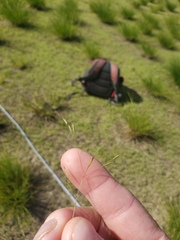 Deschampsia danthonioides