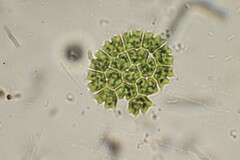 Pseudopediastrum boryanum