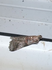 Acrobasis suavella