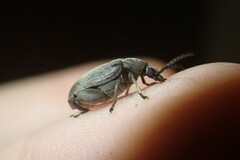 Pachymerus nucleorum