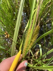 Carex atherodes
