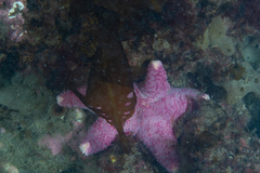 Poraniopsis echinaster