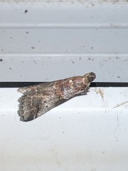 Acrobasis suavella