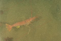 Pleoticus muelleri