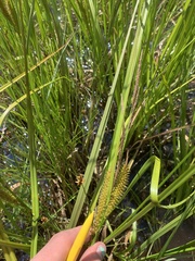 Carex atherodes
