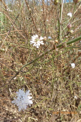 Cephalaria joppensis
