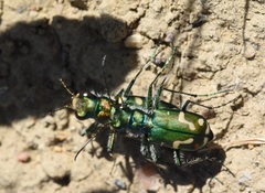 Cicindela decemnotata