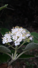 Viburnum cotinifolium