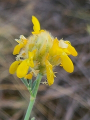 Dalea aurea