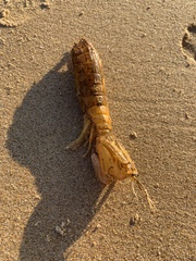 Squillidae