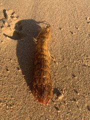 Squillidae