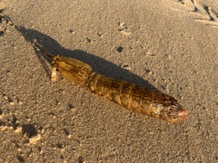 Squillidae