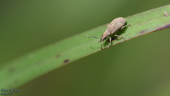 Cyphicerini