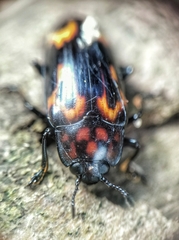 Micrencaustes torquata