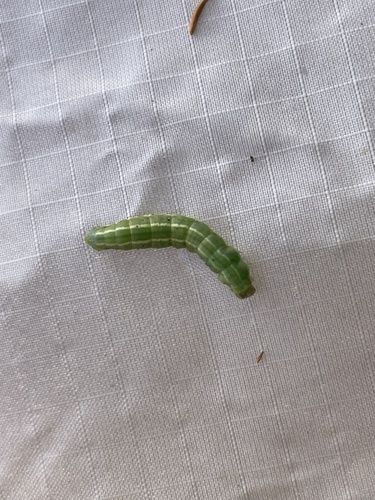 iNaturalist observation photo of Geometer Moths