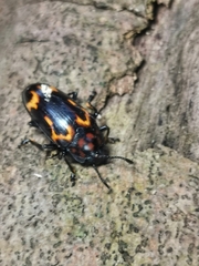 Micrencaustes torquata