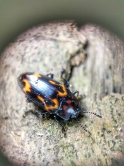 Micrencaustes torquata