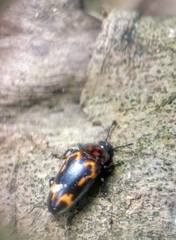 Micrencaustes torquata