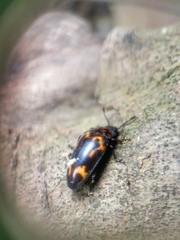 Micrencaustes torquata