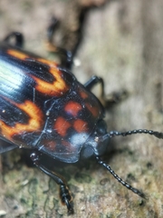 Micrencaustes torquata