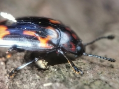 Micrencaustes torquata