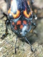 Micrencaustes torquata