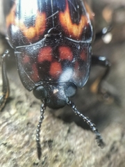 Micrencaustes torquata