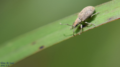 Cyphicerini