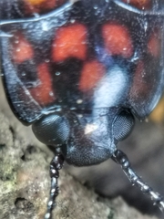 Micrencaustes torquata