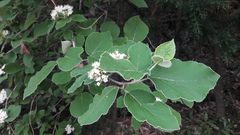 Viburnum cotinifolium