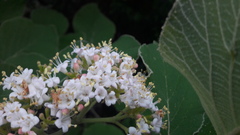 Viburnum cotinifolium