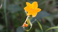 Hemerocallis hakuunensis