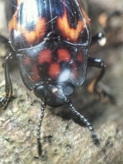 Micrencaustes torquata