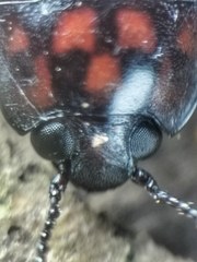 Micrencaustes torquata