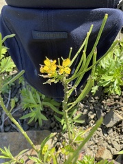 Erysimum amurense