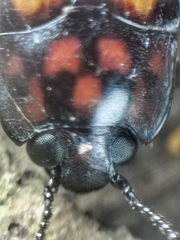Micrencaustes torquata