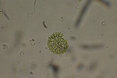 Pseudopediastrum boryanum