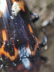 Micrencaustes torquata