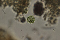 Pseudopediastrum boryanum